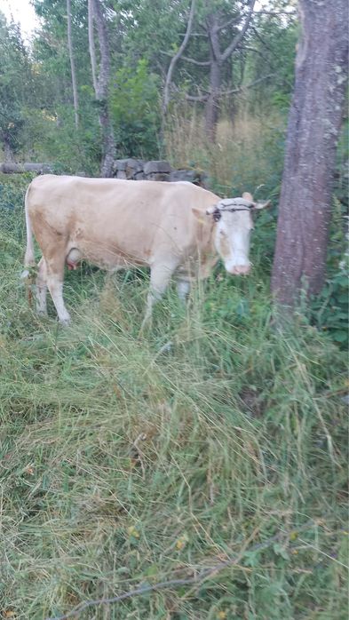 Vaci cu vitei de vanzare