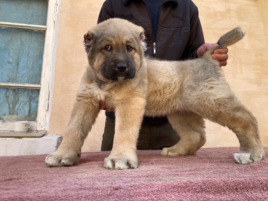 Щенок Турецкого Кангала ( девока )