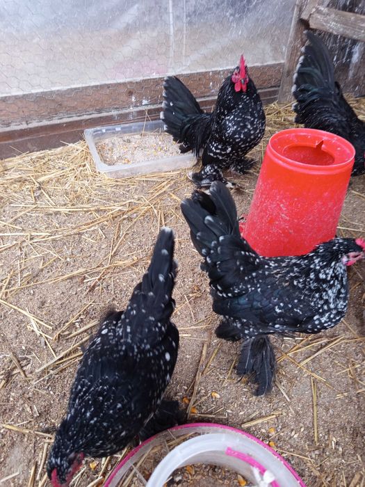 Vând oua pt incubat găini mii de flori