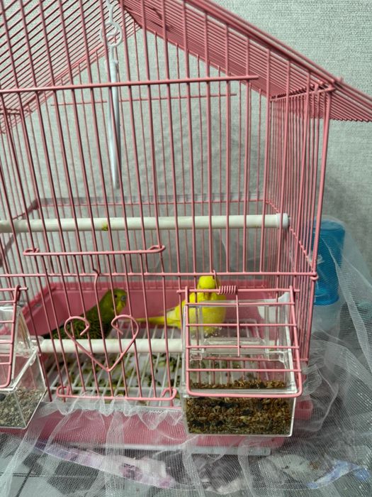 Попугай мальчик и девочка