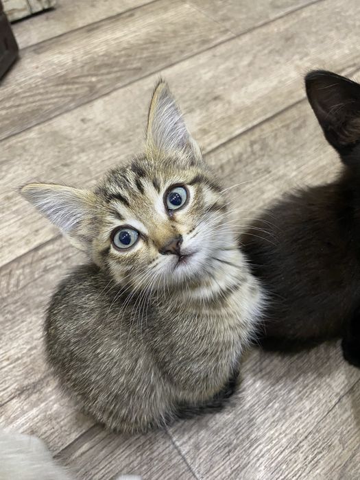 Отдам котят мальчики и девочка