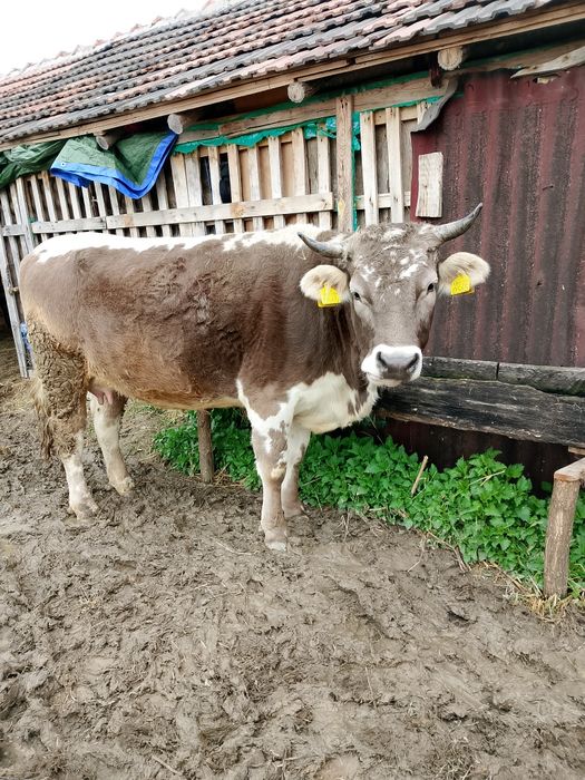 Vând Vacă Tânără de 5 ani montata de 4luni jumate are 6, litri de lapt