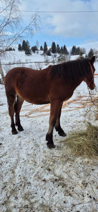Mânz de un an jumate