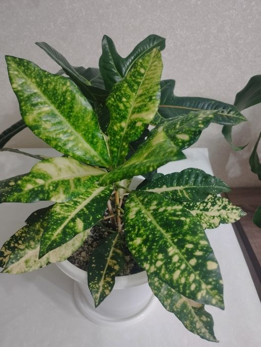 Кротоны пёстрые  ,район Евразии