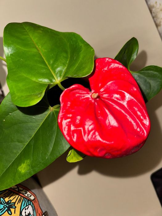 Продаются комнатные цветы