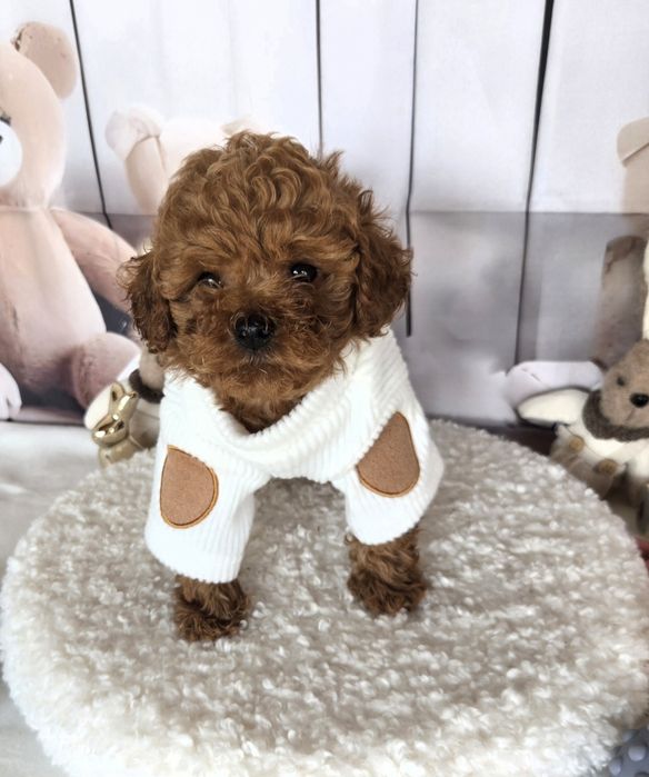 Пудел той /Poodle toy с родословие