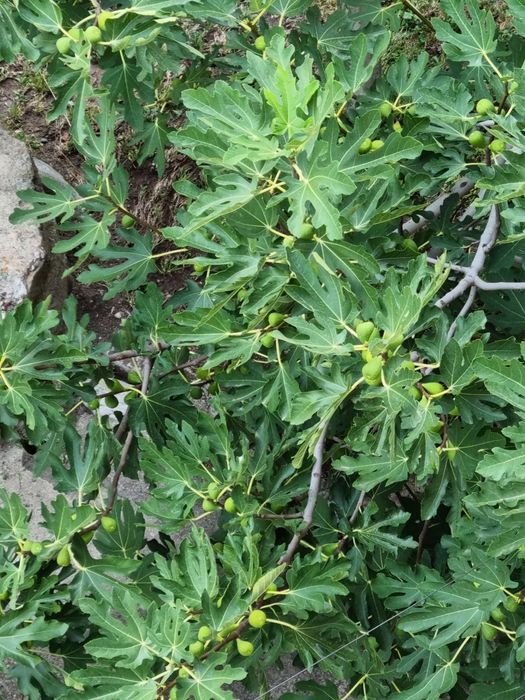 Лимон, Смокиня, Касис,  Алое