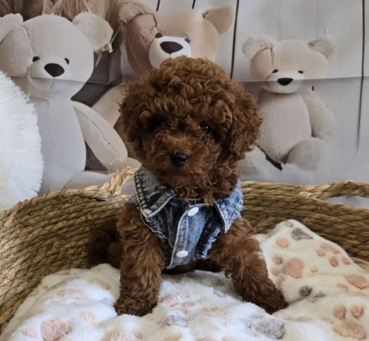 Пудел той Poodle toy генетични тестове на родитерите /родословие Момче