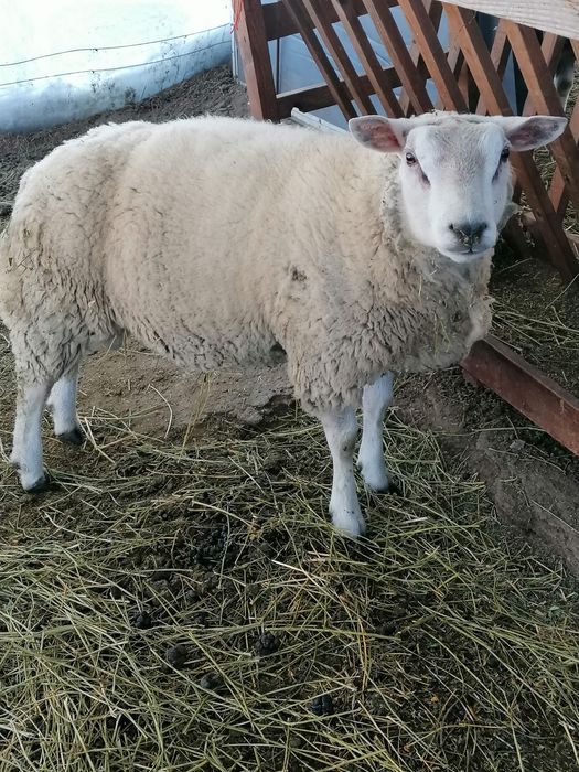 Berbec texal de vânzare