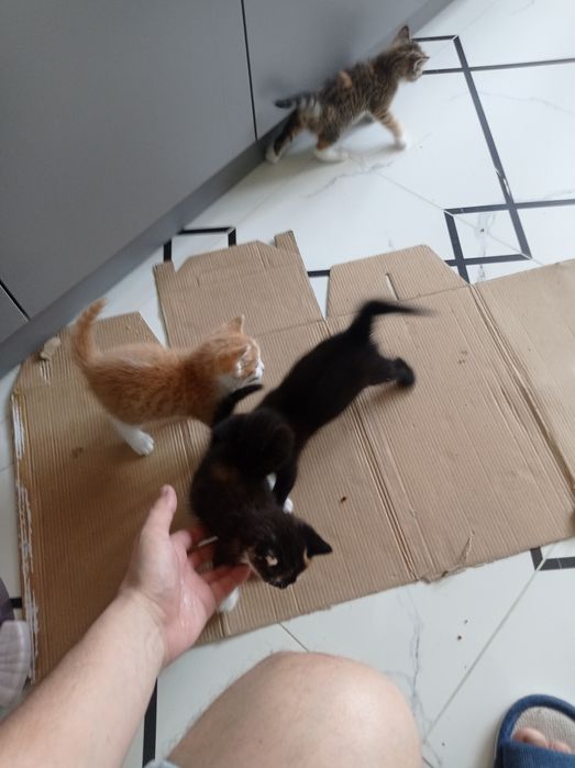 Котята ищут свой дом