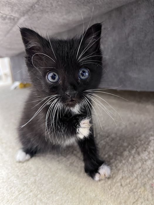 котик кот котенок отдам даром