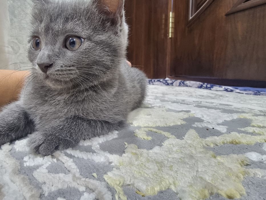 Шотландские котята СКОТИШ ФОЛД СТРАЙТЫ