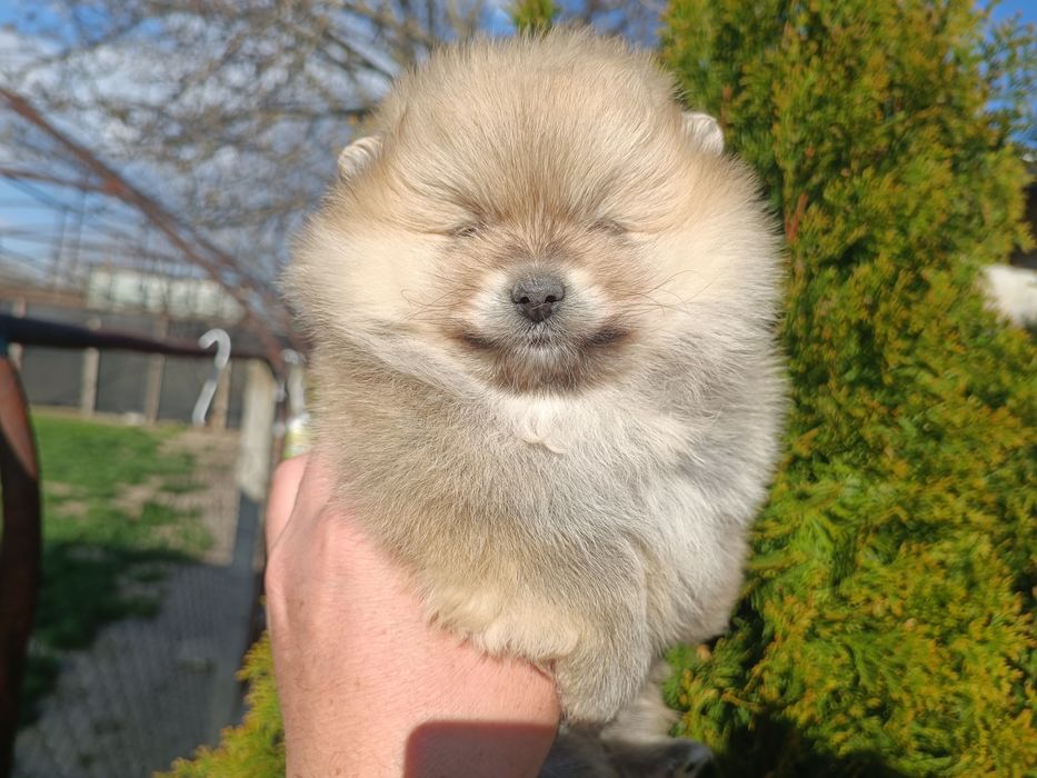 Померан/Померани