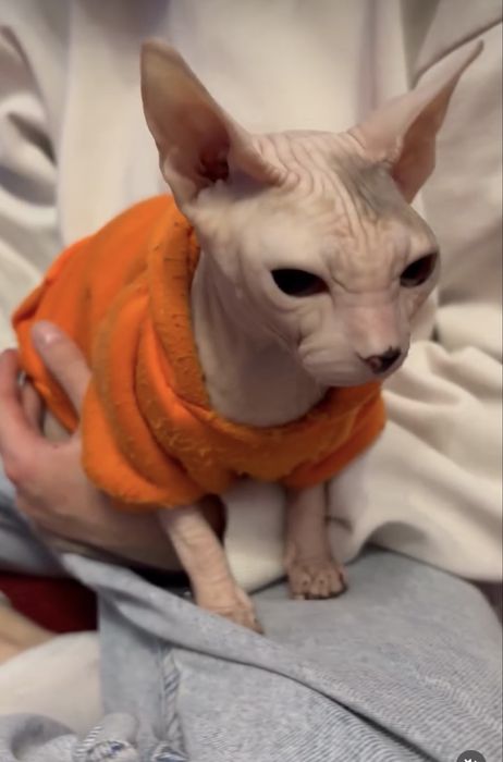 Зоогостиница для животных( детский садик )