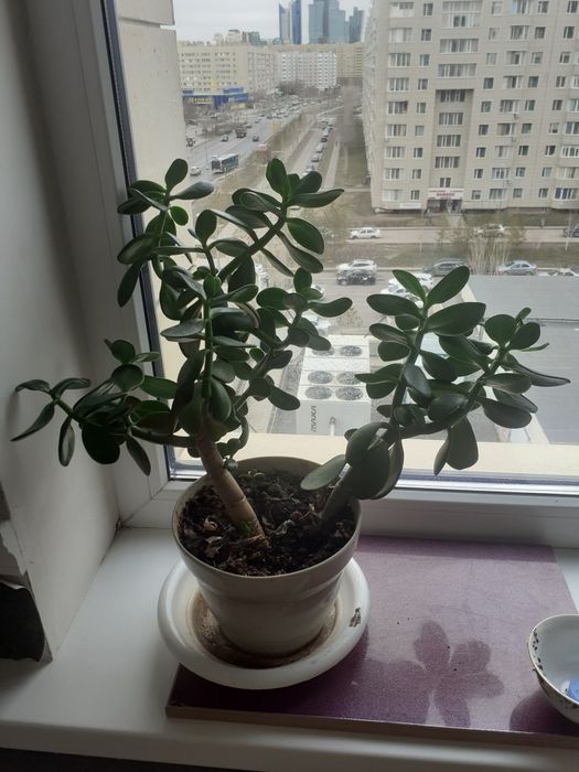 Цветы комнатные, лилии,денежное дерево.