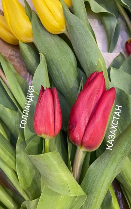 Тюльпаны Продажа на 8 марта