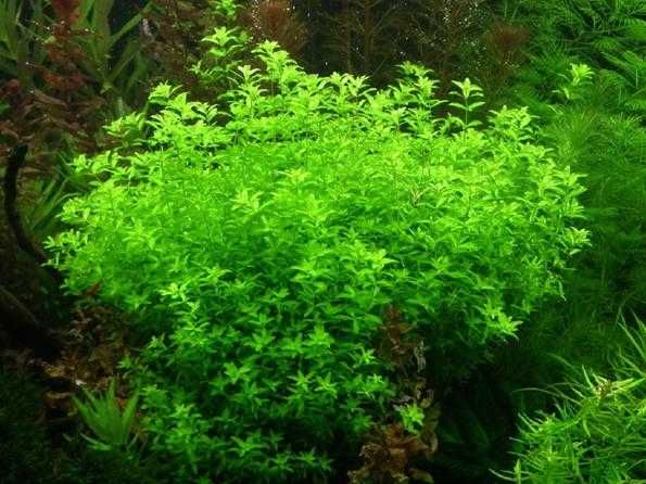 микрантемум малоцветковый микрантемоидес