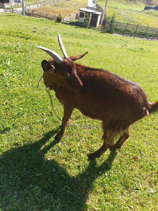 Capra alpina franceza