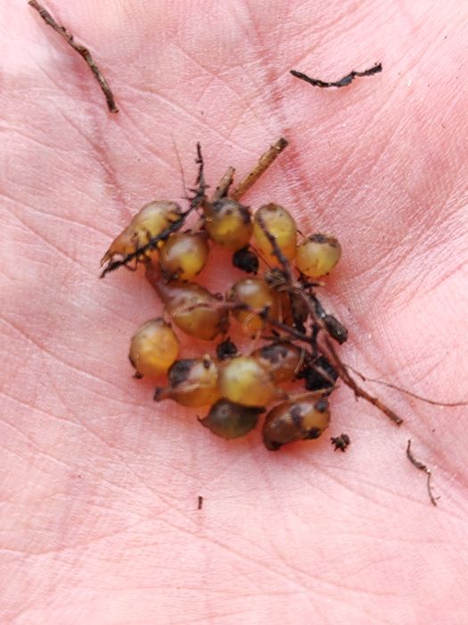 Черви Құрт дендробена и коконы