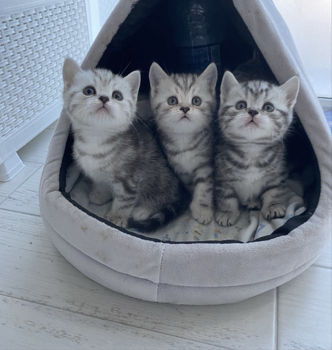 Продаются шоталндские котята