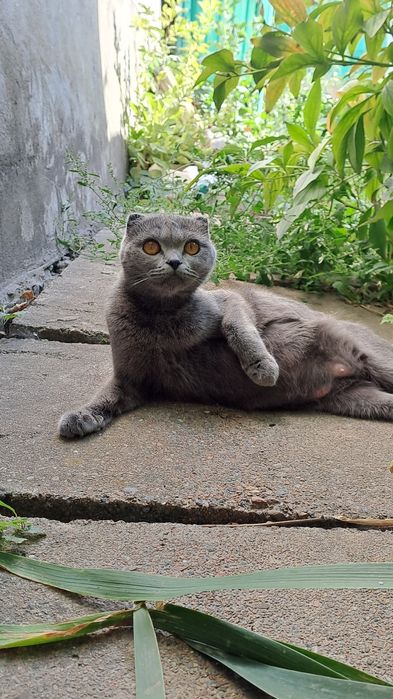 шотладские котята