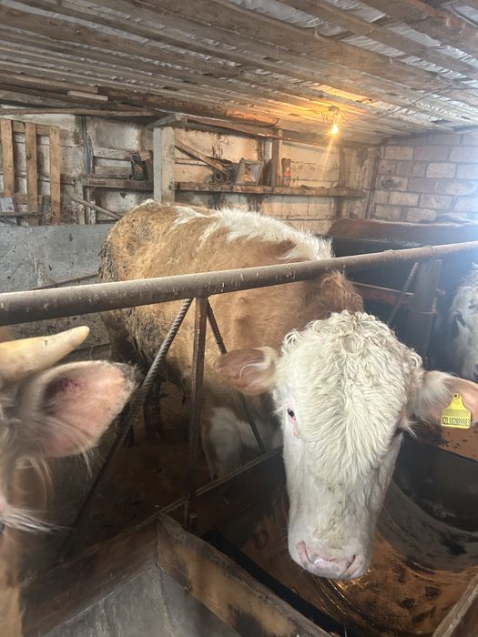 Откорм бұқалар Орал қаласы