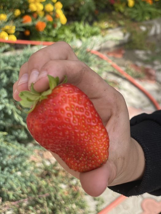 Продам саженцы клубники