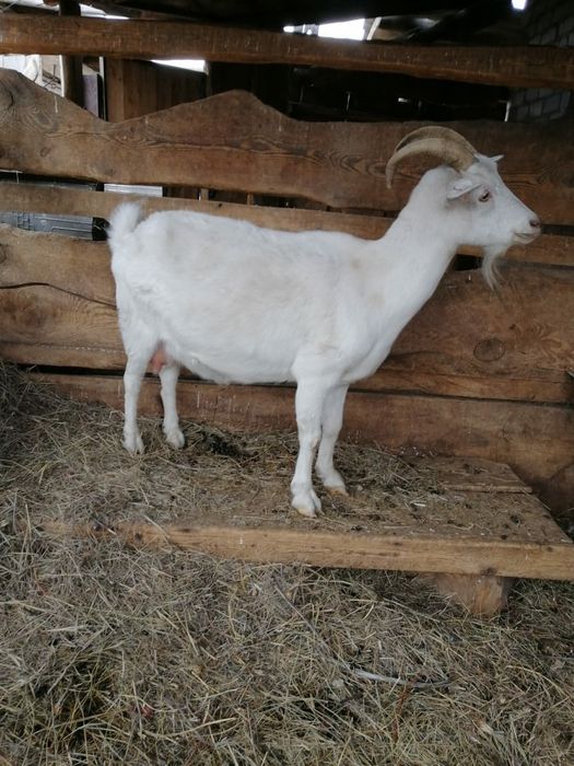 Продаются козы...