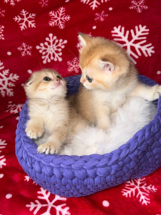 Котята по супер цене