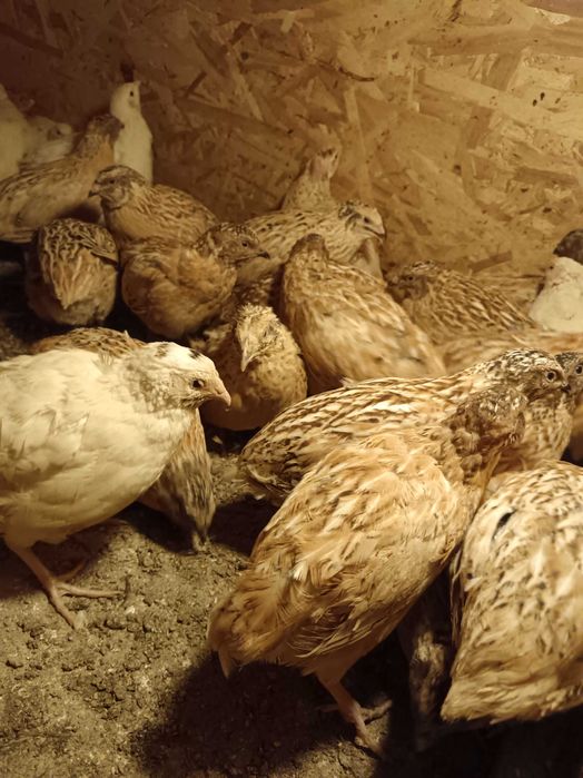 Prepelite polar și jumbo gold