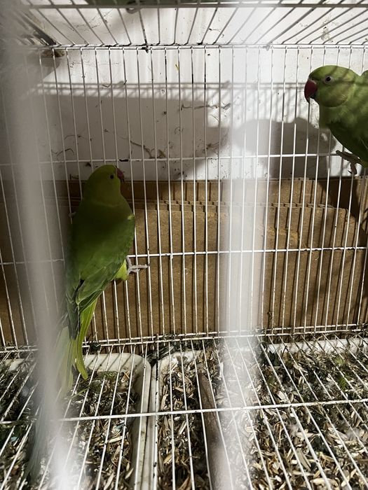 Продаются ожереловые попугаи