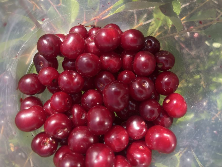 Дачная вишня спелая