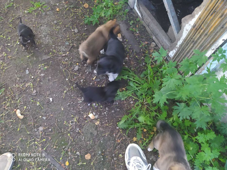 Отдам щенков в добрые руки