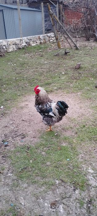 Продавам петел перфектен