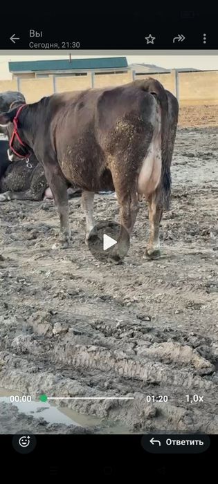 Алатау сиырлар сатылады