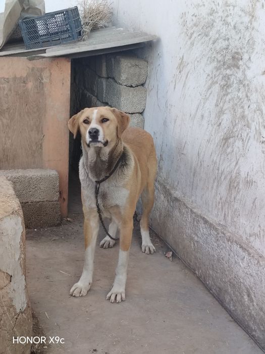 Собака продаётся