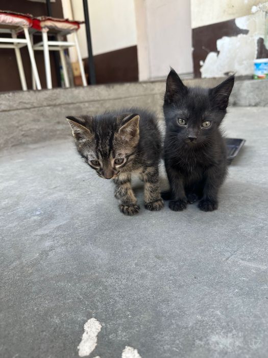 Котята отдам даром