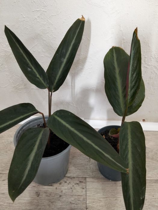 Продаются комнатные цветы