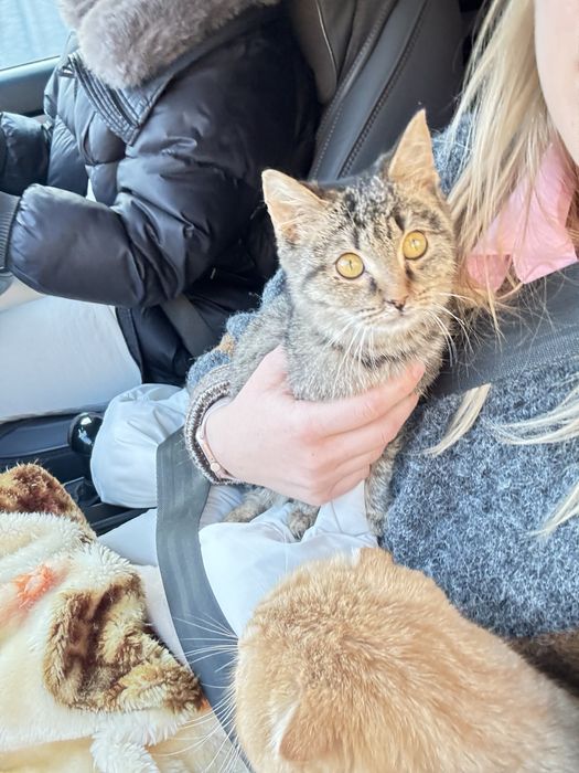 Ласковый котенок девочка 2.5 месяца