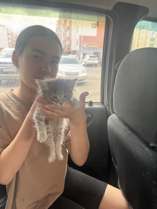 Котенок , Мальчик