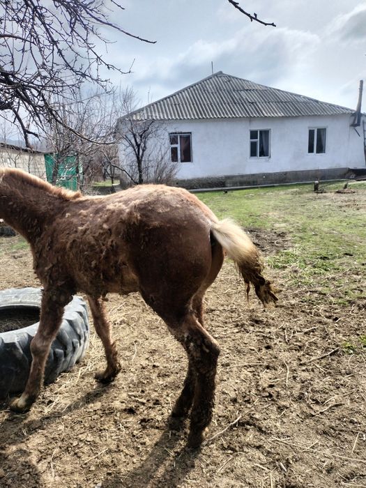 Жылқы бордақы семіз