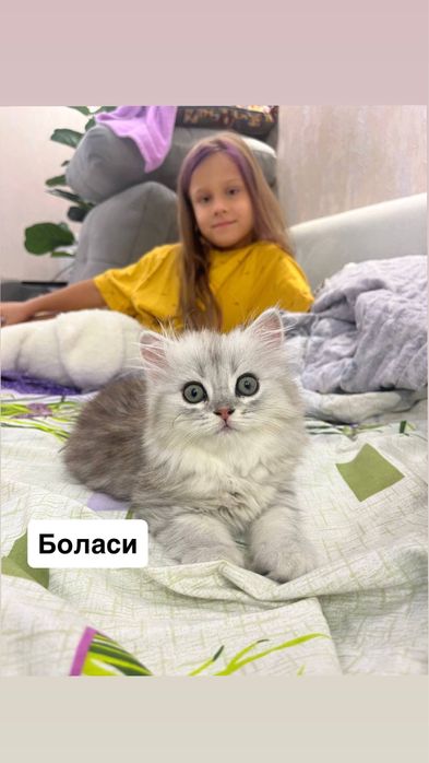 ВЯЗКА британский кот Серебристая Шиншила vyazka mushuk nasil olishga