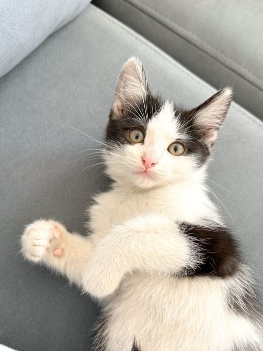 Котенок в поиске семьи