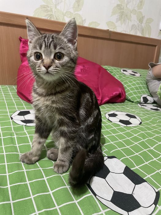 Отдам Кошка и котенок