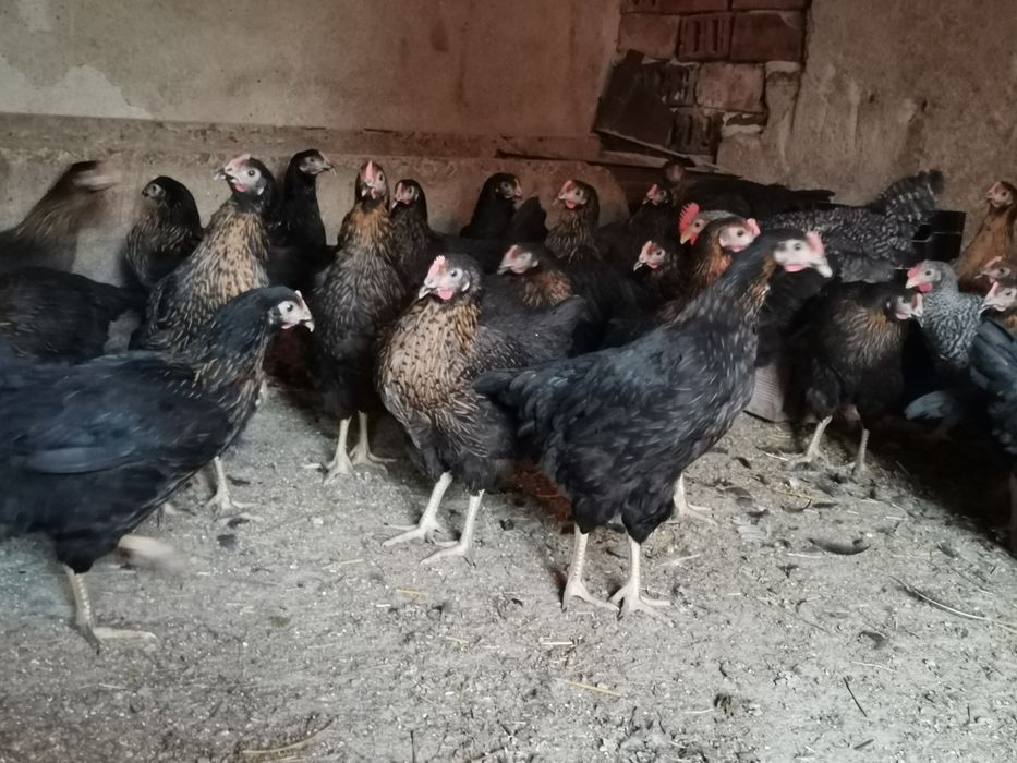 Ярки супер харко за яйца и месо