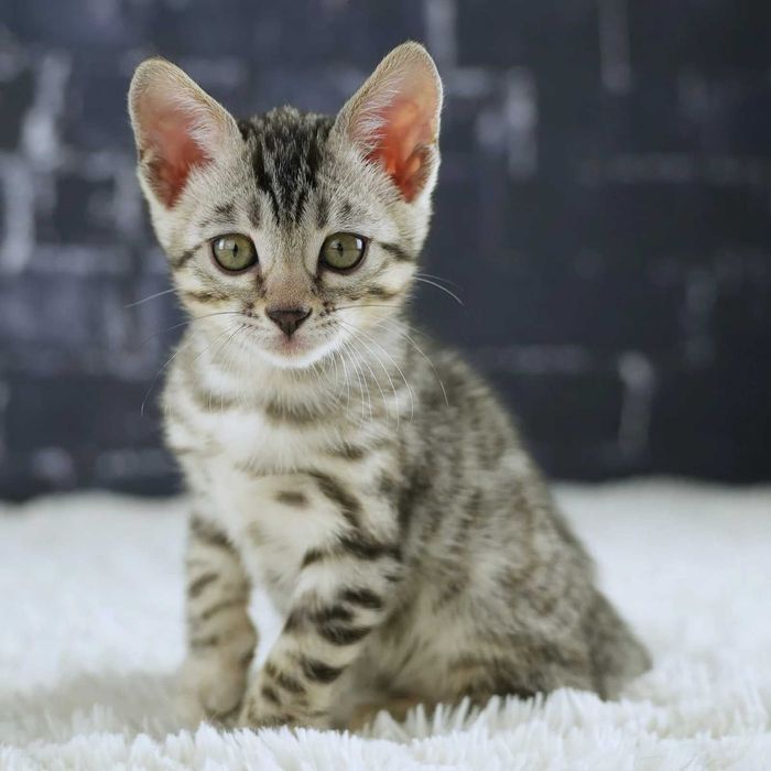 Прекрасни котенца на разположение