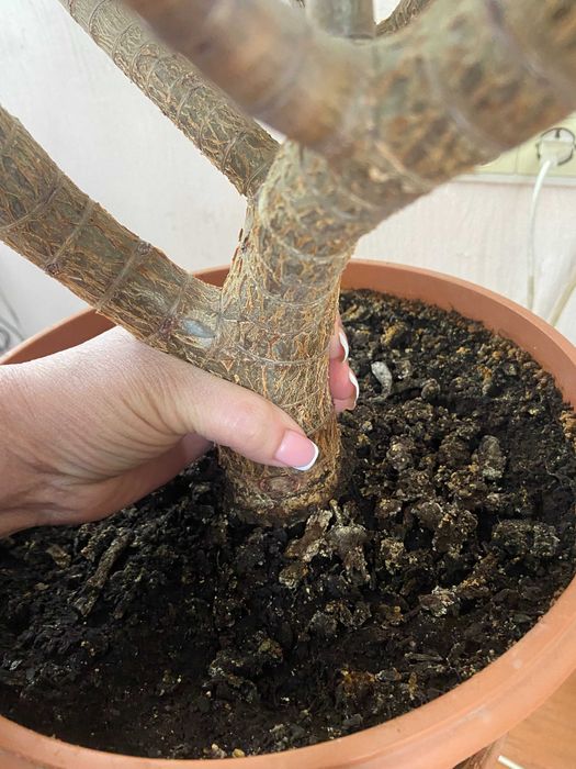 Толстянка (денежное дерево)