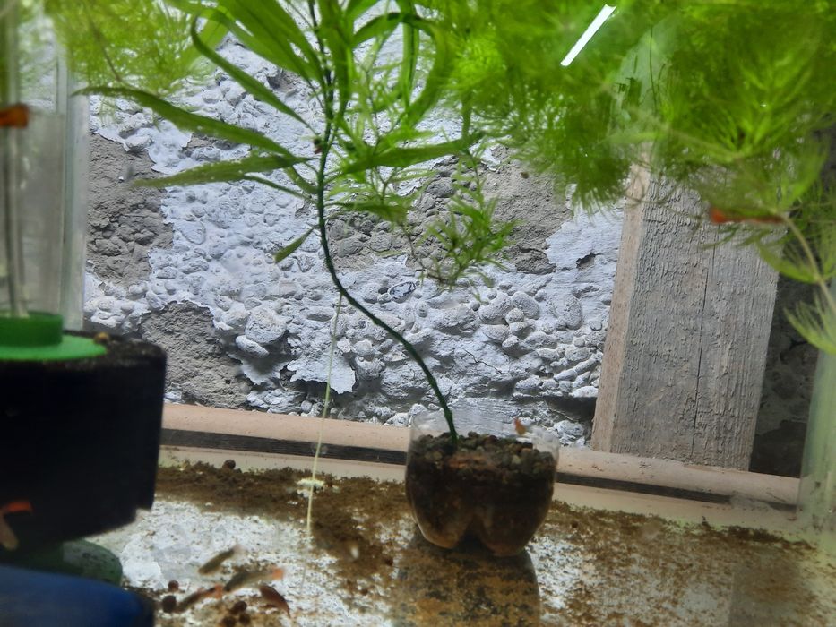 Аквариумные растения