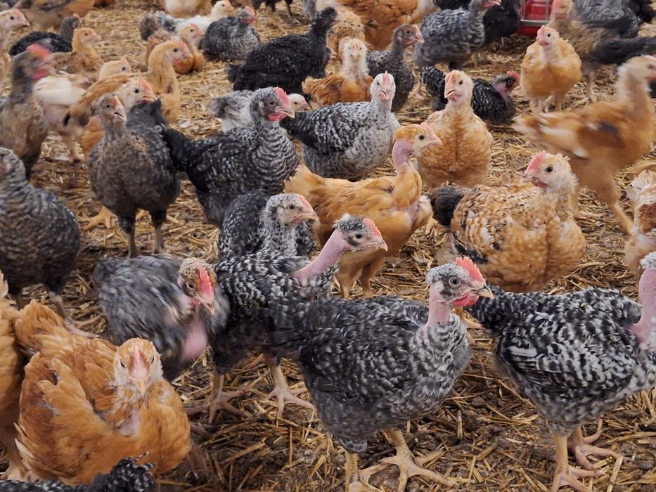 Vând puii de carne și rasa mixta