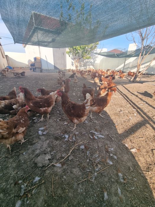 Ломан браун  Несутся (Несушки)